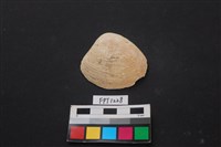 藏品(貝殼)的圖片