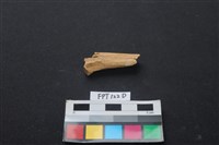 藏品(偶蹄類動物骨)的圖片