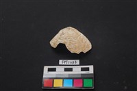 藏品(貝殼)的圖片