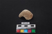 藏品(貝殼)的圖片