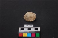 藏品(貝殼)的圖片