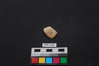 藏品(貝殼)的圖片