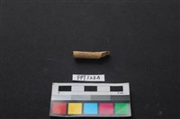 藏品(獸骨)的圖片