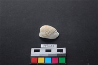 藏品(貝殼)的圖片