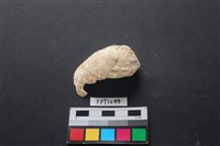 藏品(貝殼)的圖片