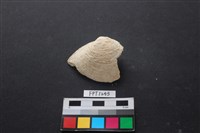 藏品(貝殼)的圖片