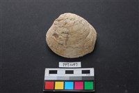 藏品(貝殼)的圖片