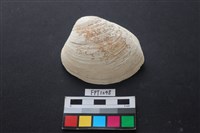 藏品(貝殼)的圖片