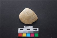 藏品(貝殼)的圖片