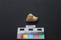 藏品(獸骨)的圖片