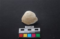 藏品(貝殼)的圖片