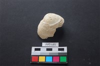 藏品(貝殼)的圖片