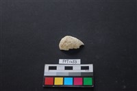 藏品(貝殼)的圖片