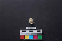 藏品(貝殼)的圖片