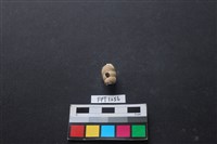 藏品(貝殼)的圖片