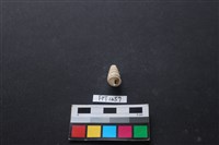 藏品(貝殼)的圖片