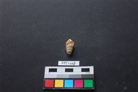 藏品(貝殼)的圖片