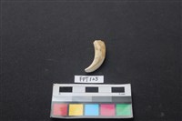 藏品(豬骨)的圖片