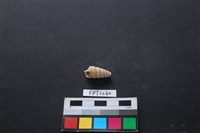 藏品(貝殼)的圖片