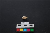 藏品(貝殼)的圖片