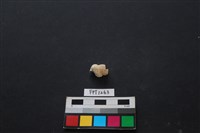 藏品(貝殼)的圖片