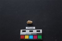 藏品(貝殼)的圖片