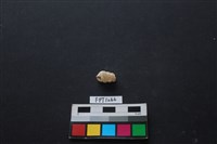 藏品(貝殼)的圖片