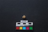 藏品(貝殼)的圖片