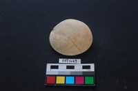 藏品(貝殼)的圖片