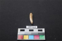 藏品(豬骨)的圖片