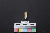 藏品(豬骨)的圖片