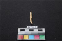 藏品(豬骨)的圖片