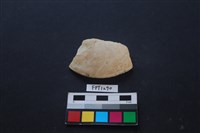 藏品(貝殼)的圖片