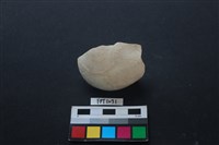 藏品(貝殼)的圖片