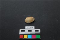 藏品(貝殼)的圖片