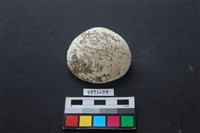 藏品(貝殼)的圖片