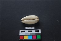 藏品(貝殼)的圖片