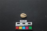 藏品(貝殼)的圖片