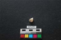 藏品(貝殼)的圖片