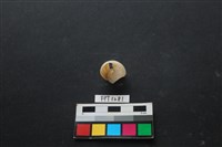 藏品(貝殼)的圖片