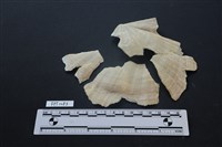 藏品(貝殼)的圖片