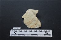 藏品(貝殼)的圖片