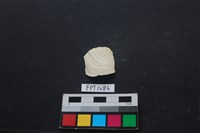 藏品(貝殼)的圖片