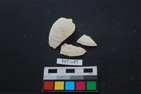 藏品(貝殼)的圖片