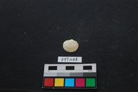 藏品(貝殼)的圖片