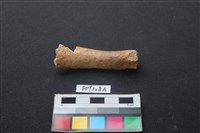 藏品(偶蹄類動物骨)的圖片