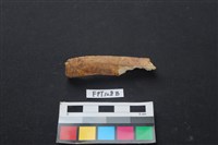 藏品(偶蹄類動物骨)的圖片