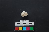 藏品(貝殼)的圖片