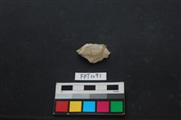 藏品(貝殼)的圖片