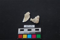 藏品(貝殼)的圖片